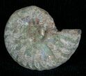 Silver Iridescent Ammonite - Madagascar #5357-1